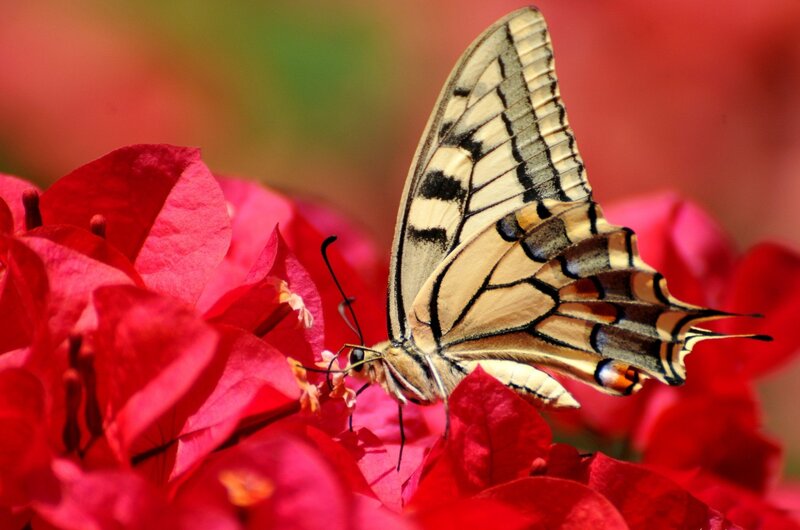 Swallowtail Butterfly on Flower — Red, Calm, Afternoon, Photograph