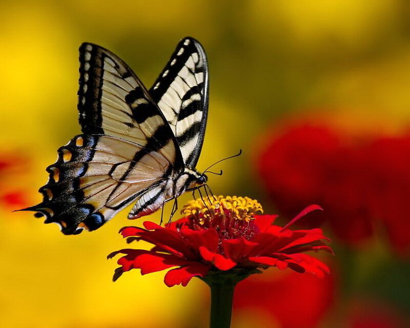 Swallowtail Butterfly on Flower — Red, Calm, Afternoon