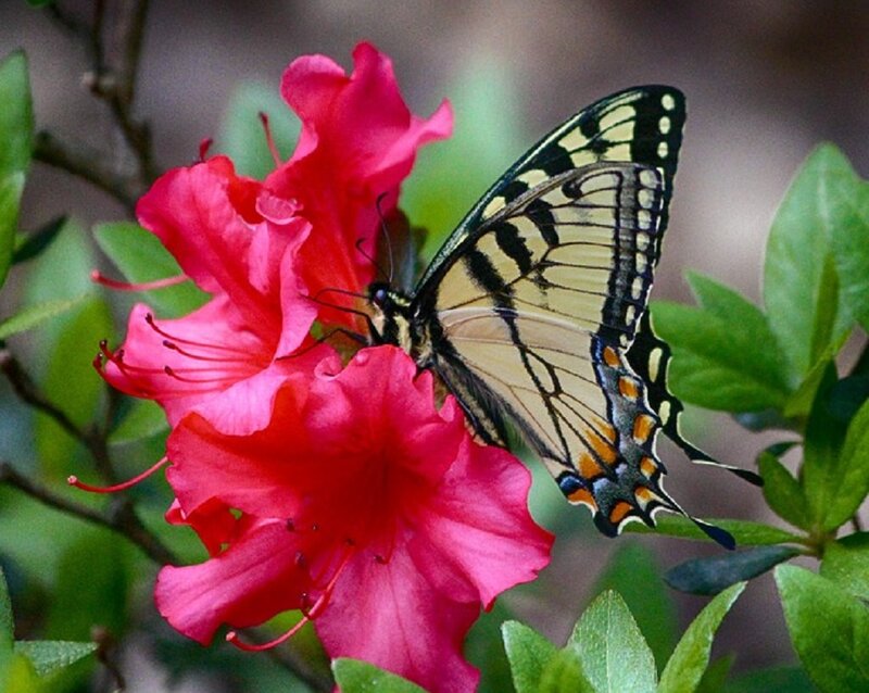 Swallowtail Butterfly on Flower — Red, Calm, Spring