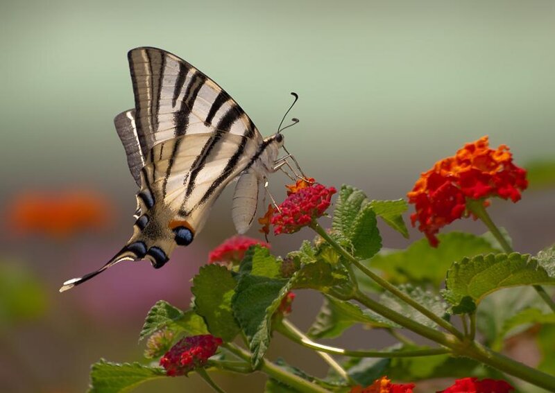 Swallowtail Butterfly on Flower — Red, Calm