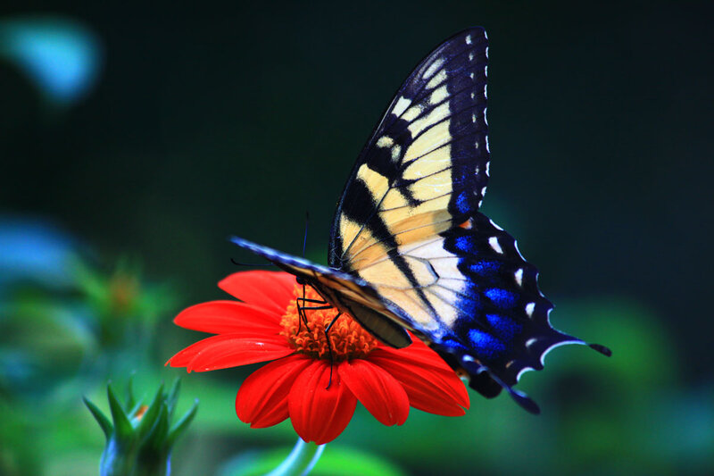 Swallowtail Butterfly on Flower — Red, Serene, Afternoon, Photograph