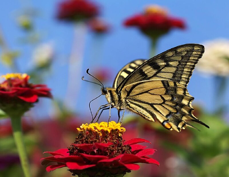 Swallowtail Butterfly on Flower — Red, Serene, Afternoon