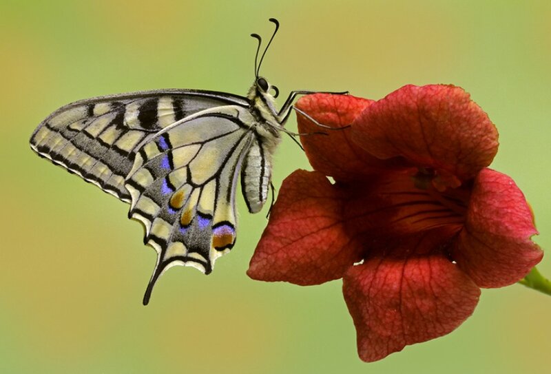 Swallowtail Butterfly on Flower — Red, Serene