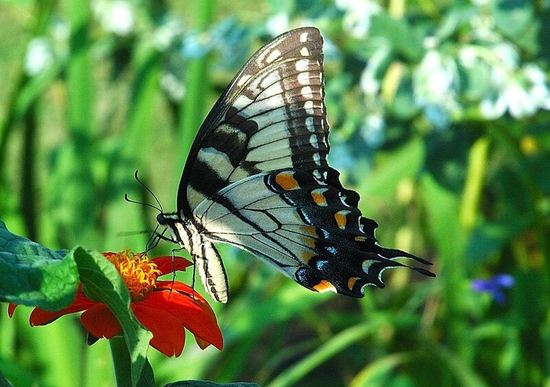 Swallowtail Butterfly on Flower — Red