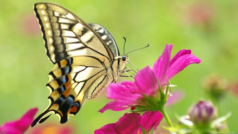 Swallowtail Butterfly on Flower — Serene