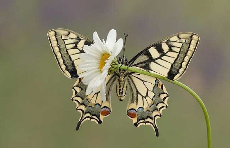 Swallowtail Butterfly on Flower — White