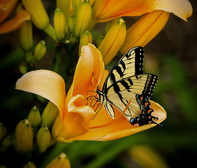 Swallowtail Butterfly on Flower — Yellow, Calm, Afternoon, Photograph, Bud