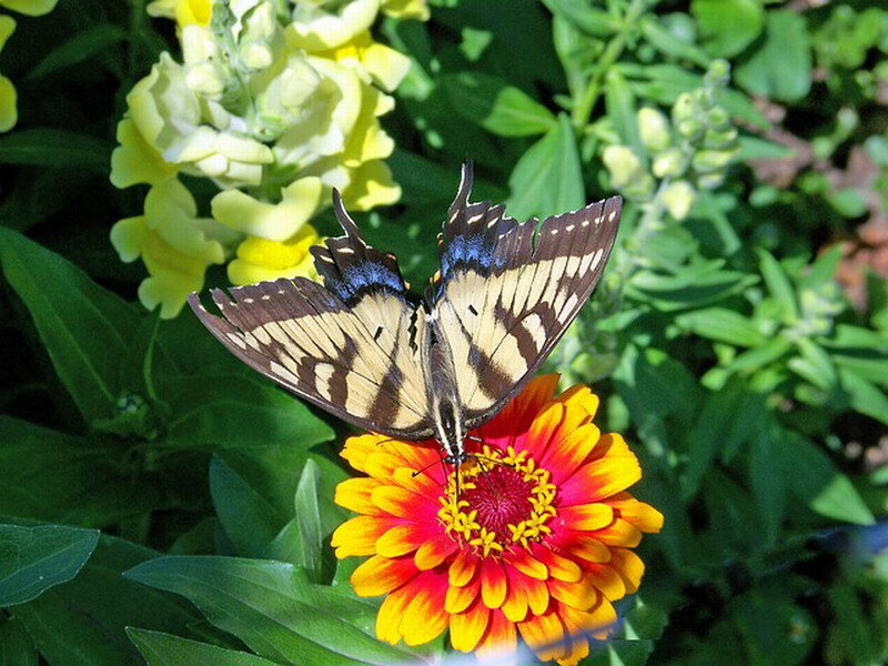 Swallowtail Butterfly on Flower — Yellow, Calm, Afternoon, Photograph