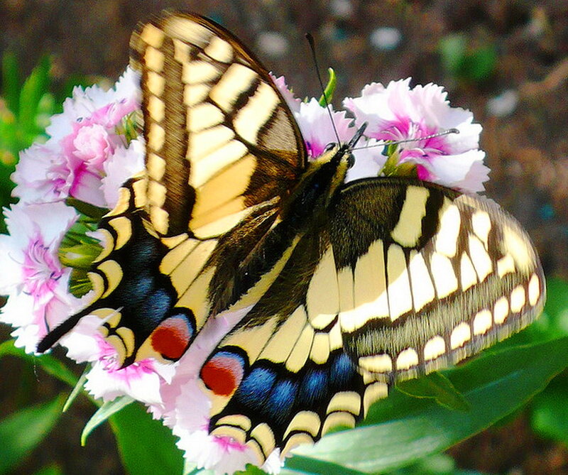 Swallowtail Butterfly on Flower — Yellow, Calm, Afternoon