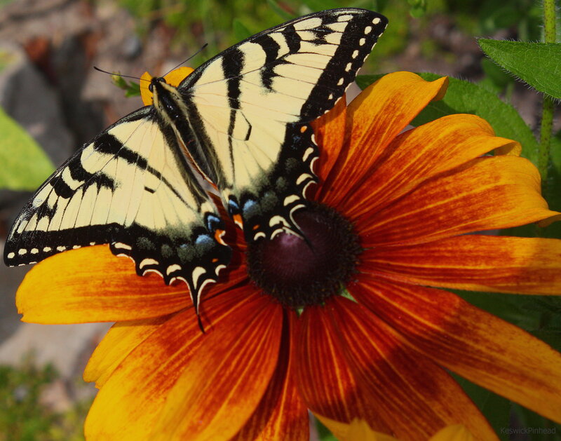 Swallowtail Butterfly on Flower — Yellow, Calm