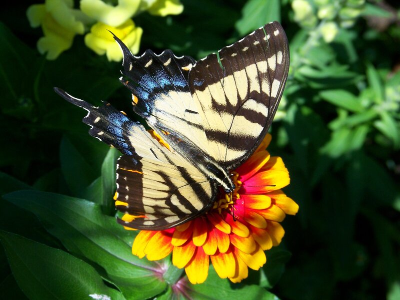 Swallowtail Butterfly on Flower — Yellow, Natural, Afternoon