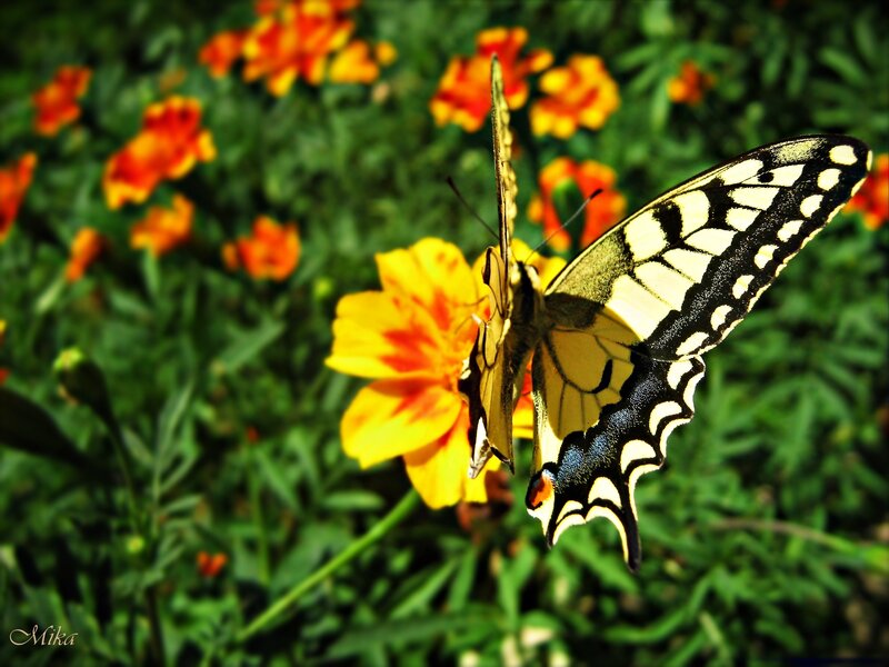 Swallowtail Butterfly on Flower — Yellow, Natural