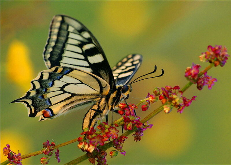 Swallowtail Butterfly on Flower — Yellow, Serene, Afternoon