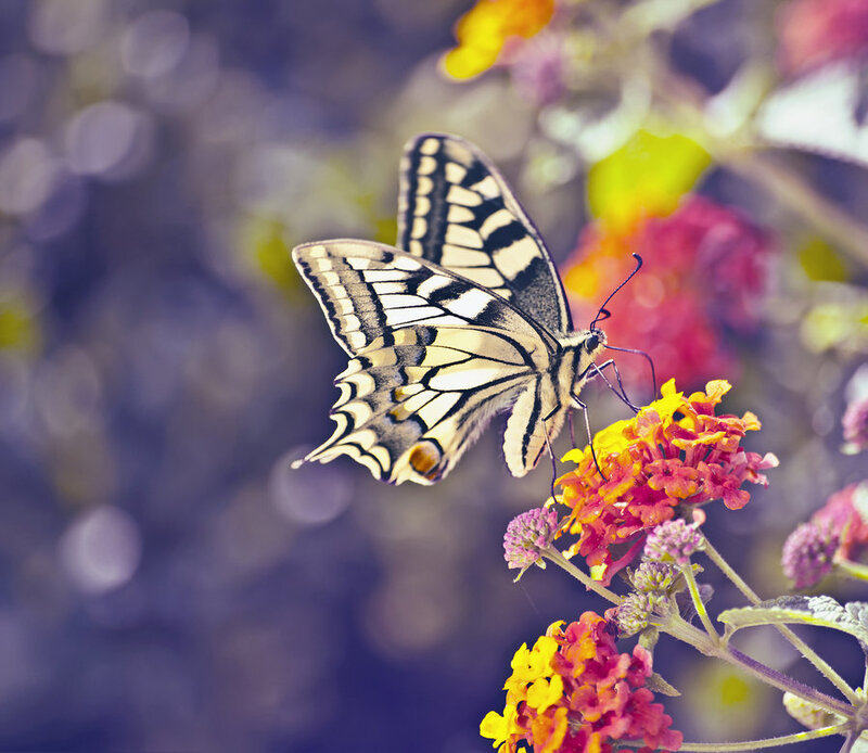 Swallowtail Butterfly on Flower — Yellow, Serene