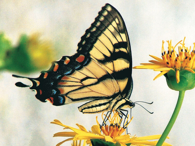 Swallowtail Butterfly on Flower — Yellow