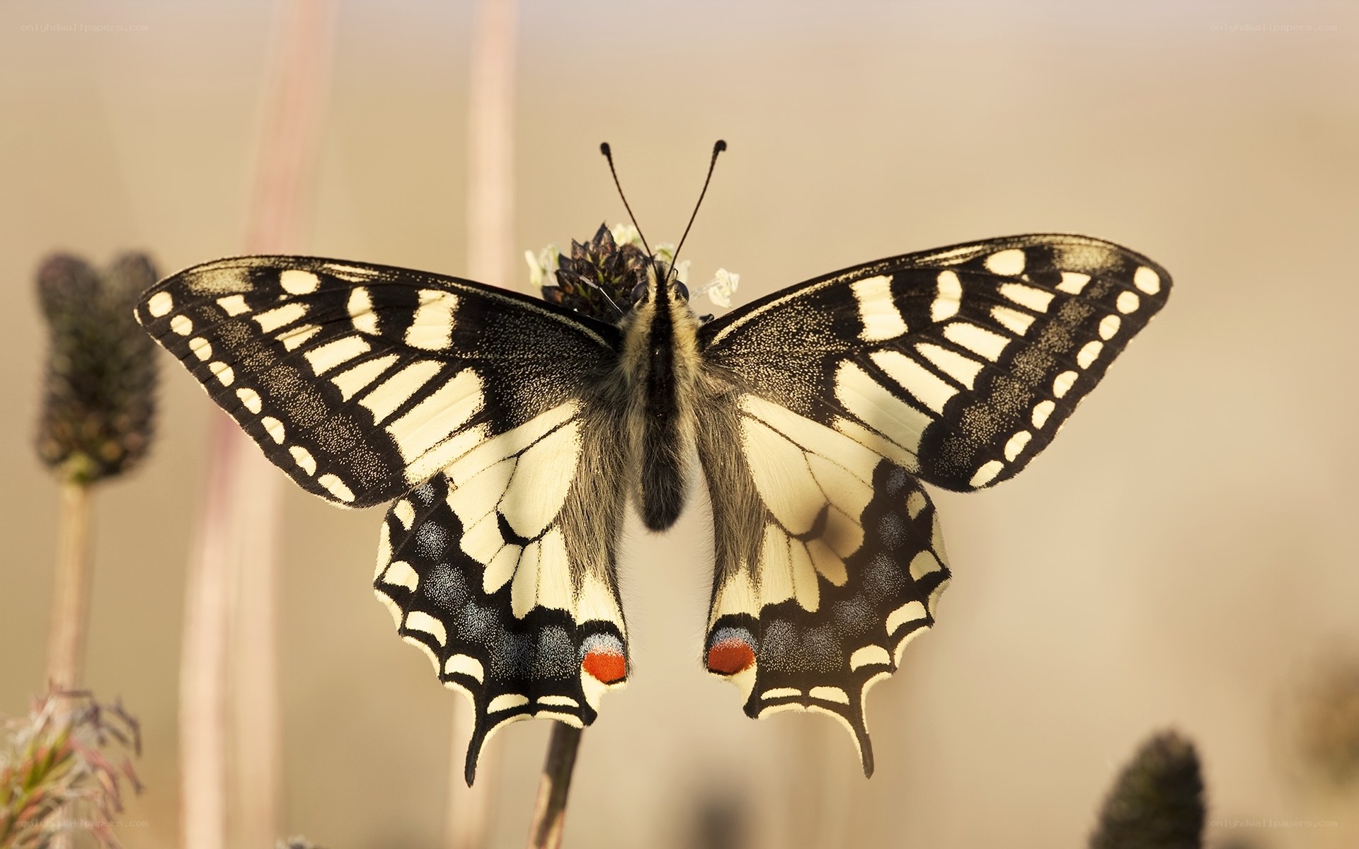 Swallowtail butterfly on flower