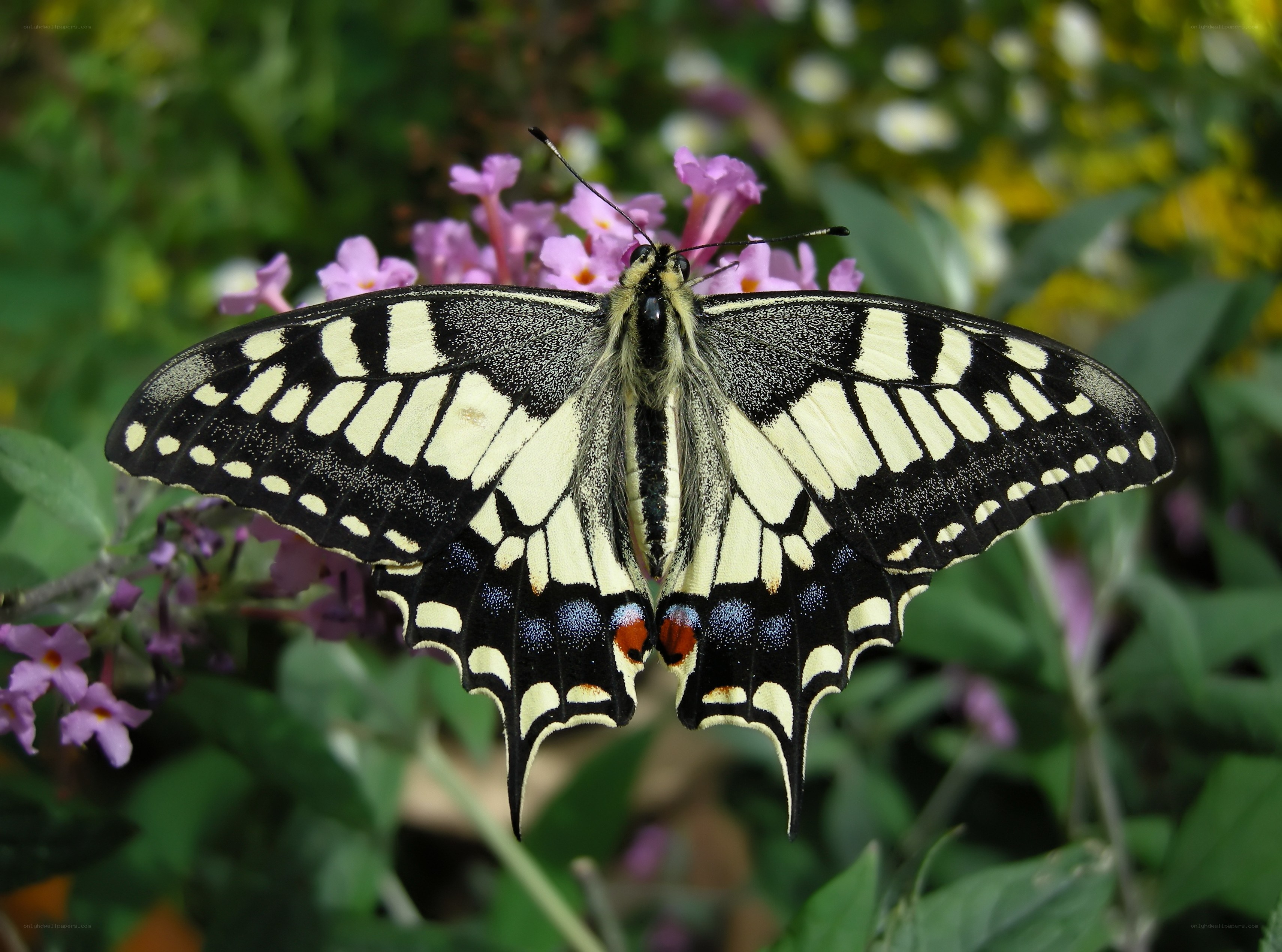 Swallowtail butterfly on flowers