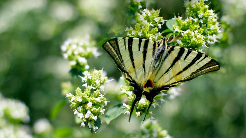 Swallowtail butterfly on flowers