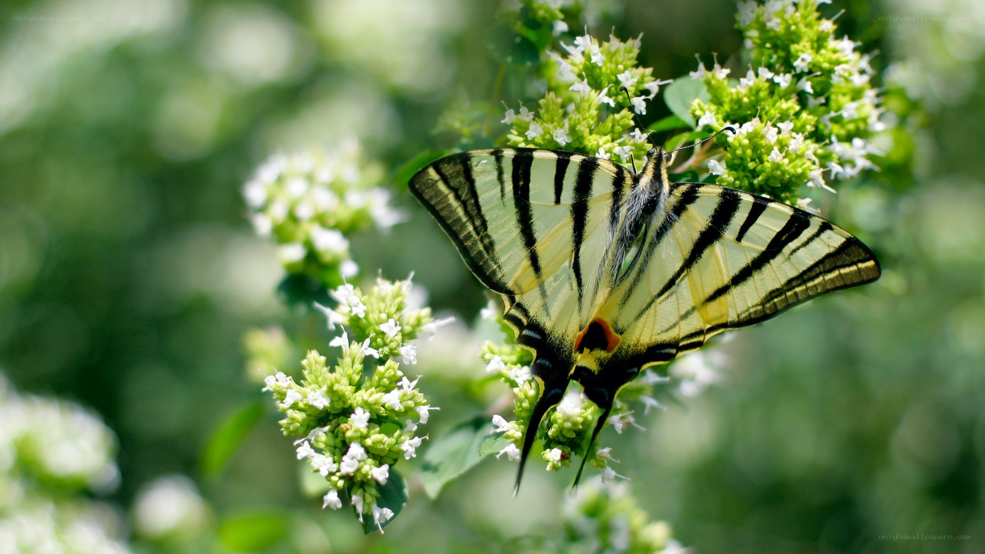 Swallowtail butterfly on flowers