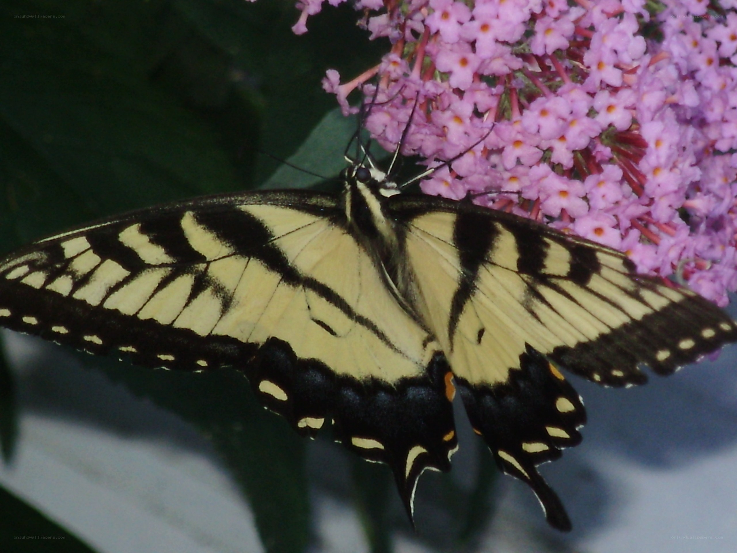 Swallowtail butterfly on flowers
