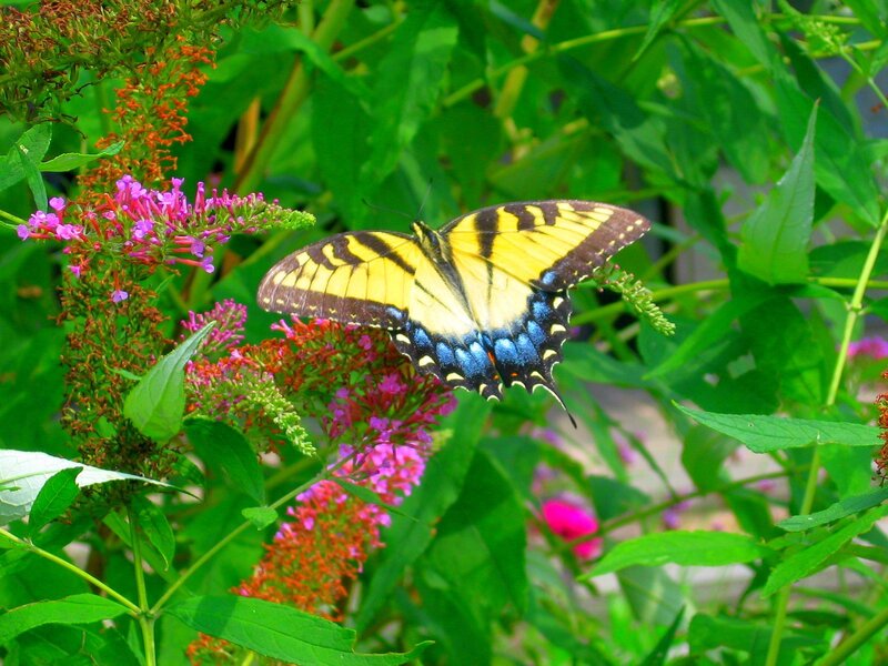 Swallowtail butterfly on flowers