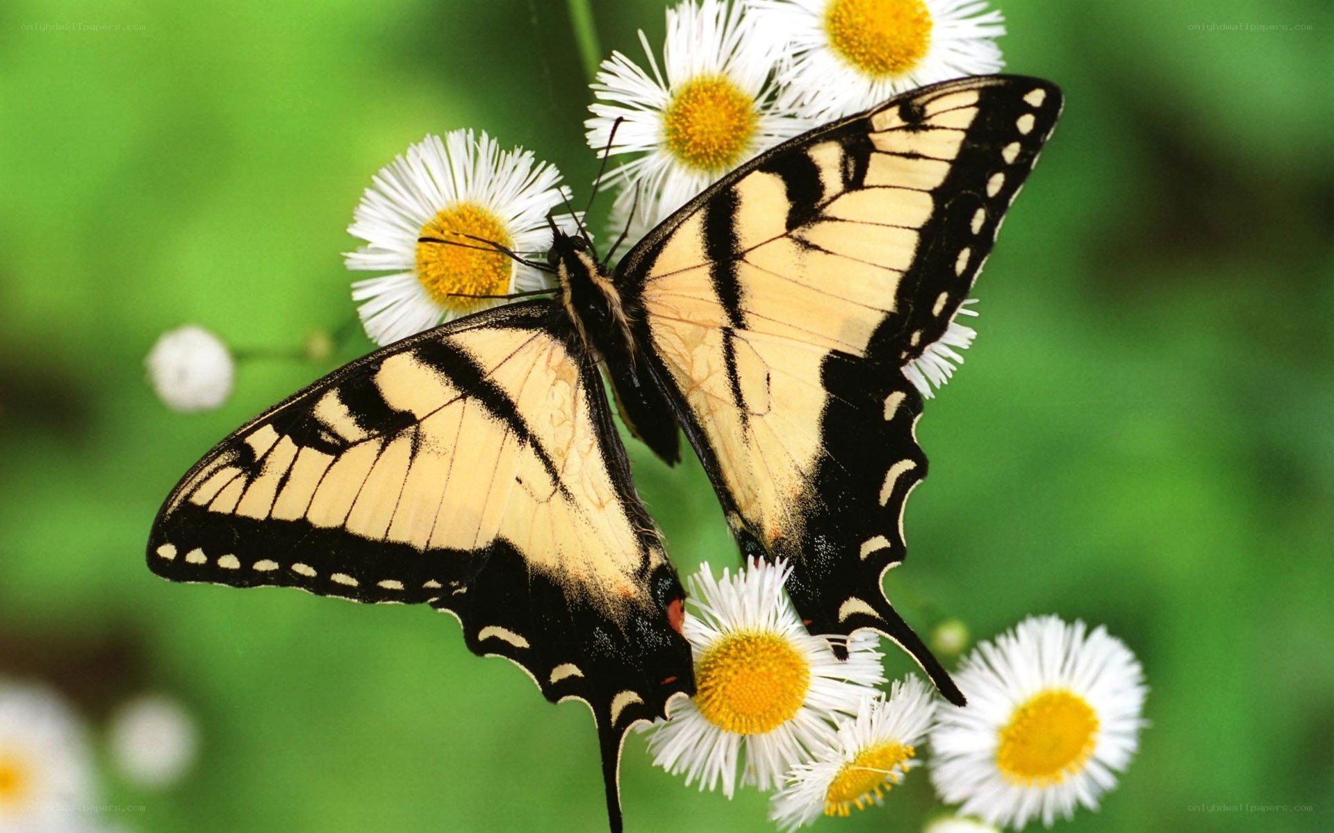 Swallowtail butterfly on flowers