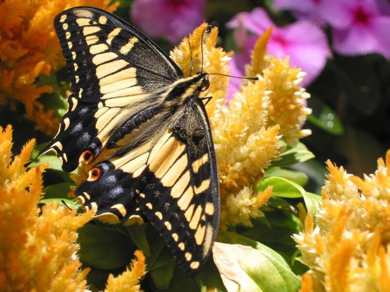 Swallowtail butterfly on flowers