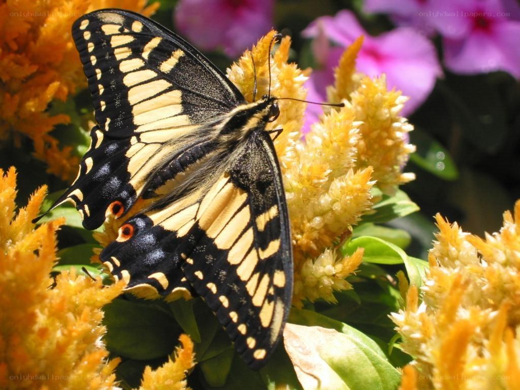 Swallowtail butterfly on flowers