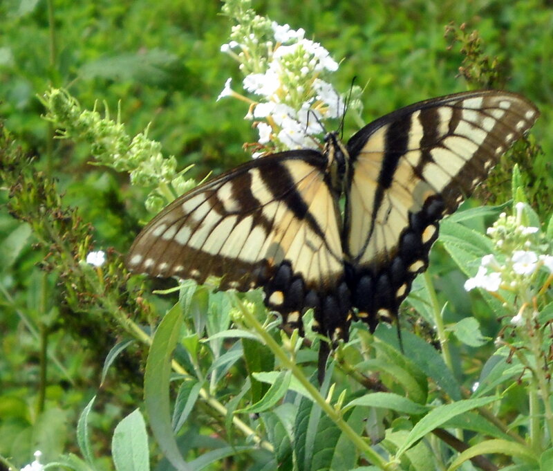 Swallowtail butterfly on flowers