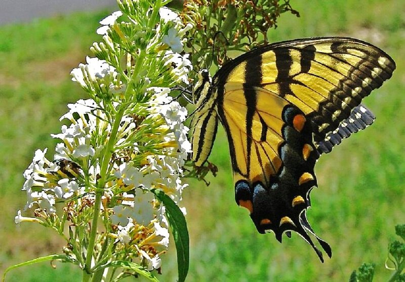 swallowtail butterfly on flowers