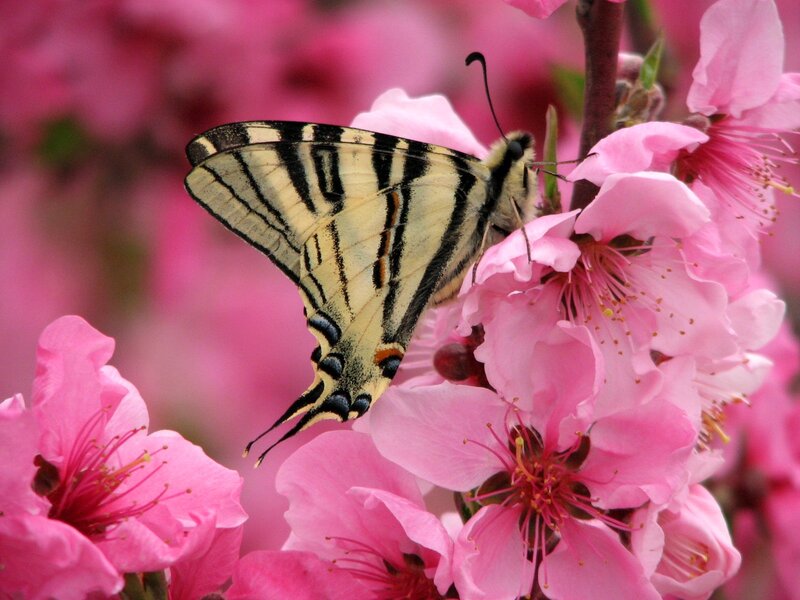 Swallowtail Butterfly on Flowers — Pink, Serene