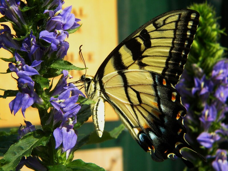 Swallowtail Butterfly on Flowers — Purple