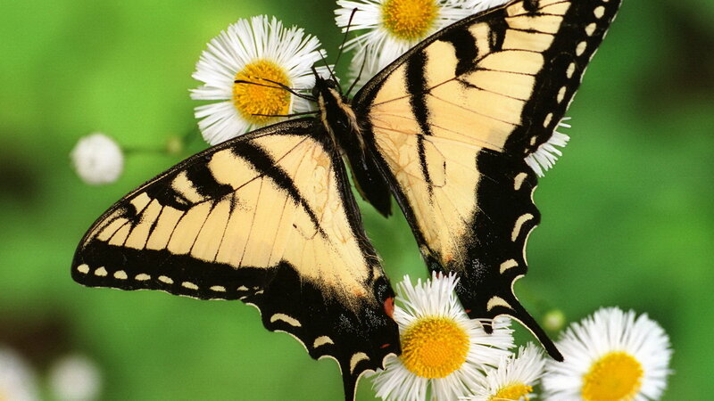 Swallowtail butterfly on flowers