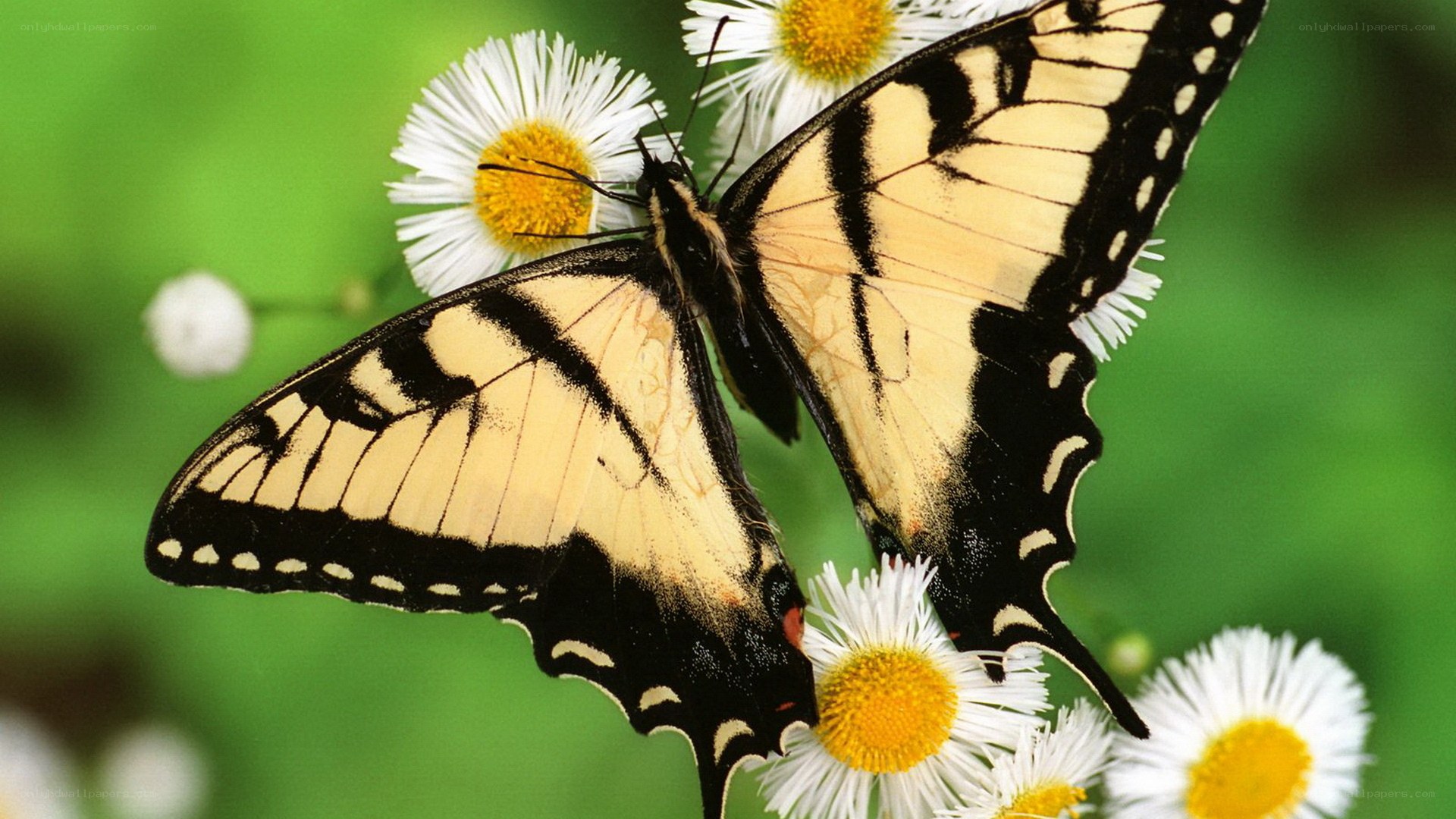 Swallowtail butterfly on flowers