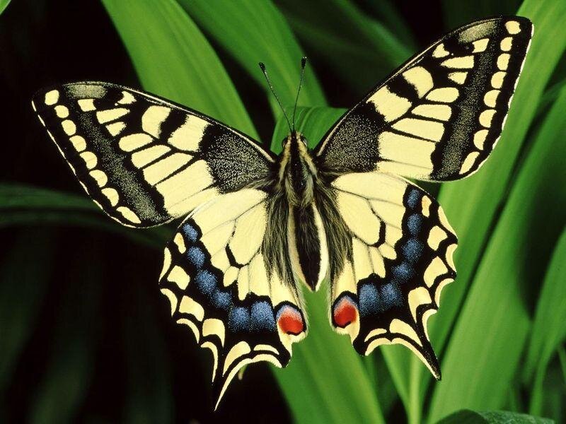 Swallowtail butterfly on green leaf