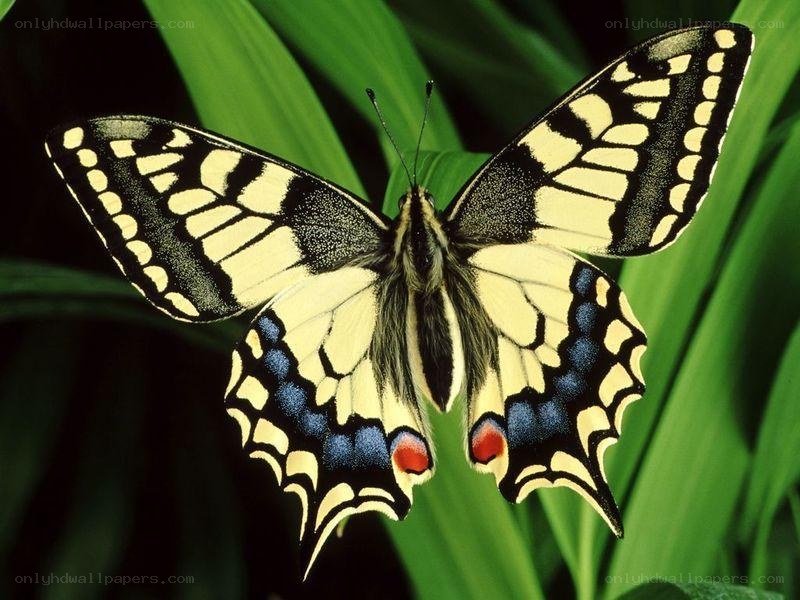 Swallowtail butterfly on green leaf