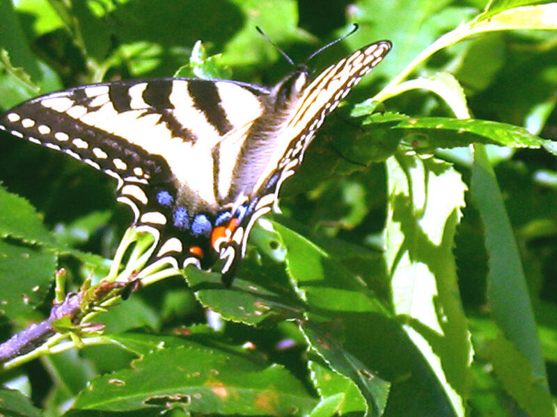 Swallowtail butterfly on green leaves