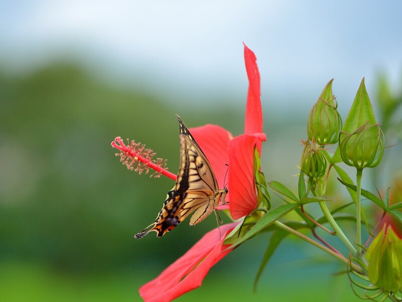 Swallowtail Butterfly on Hibiscus