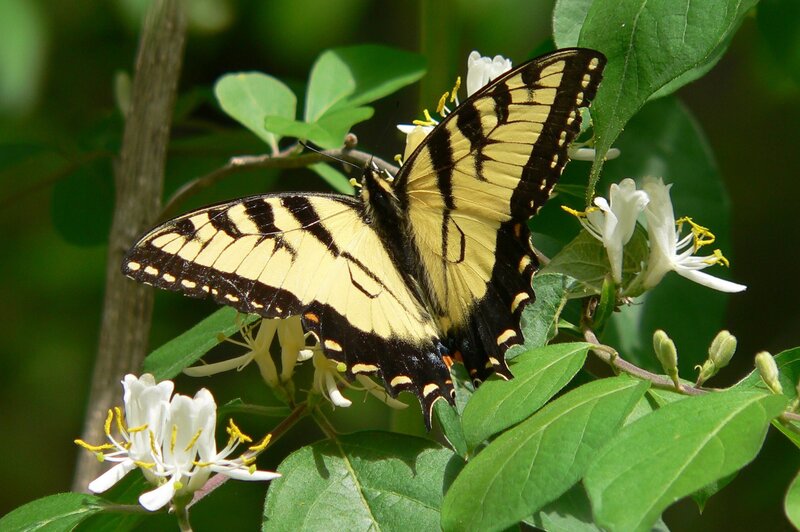 Swallowtail butterfly on honeysuckle