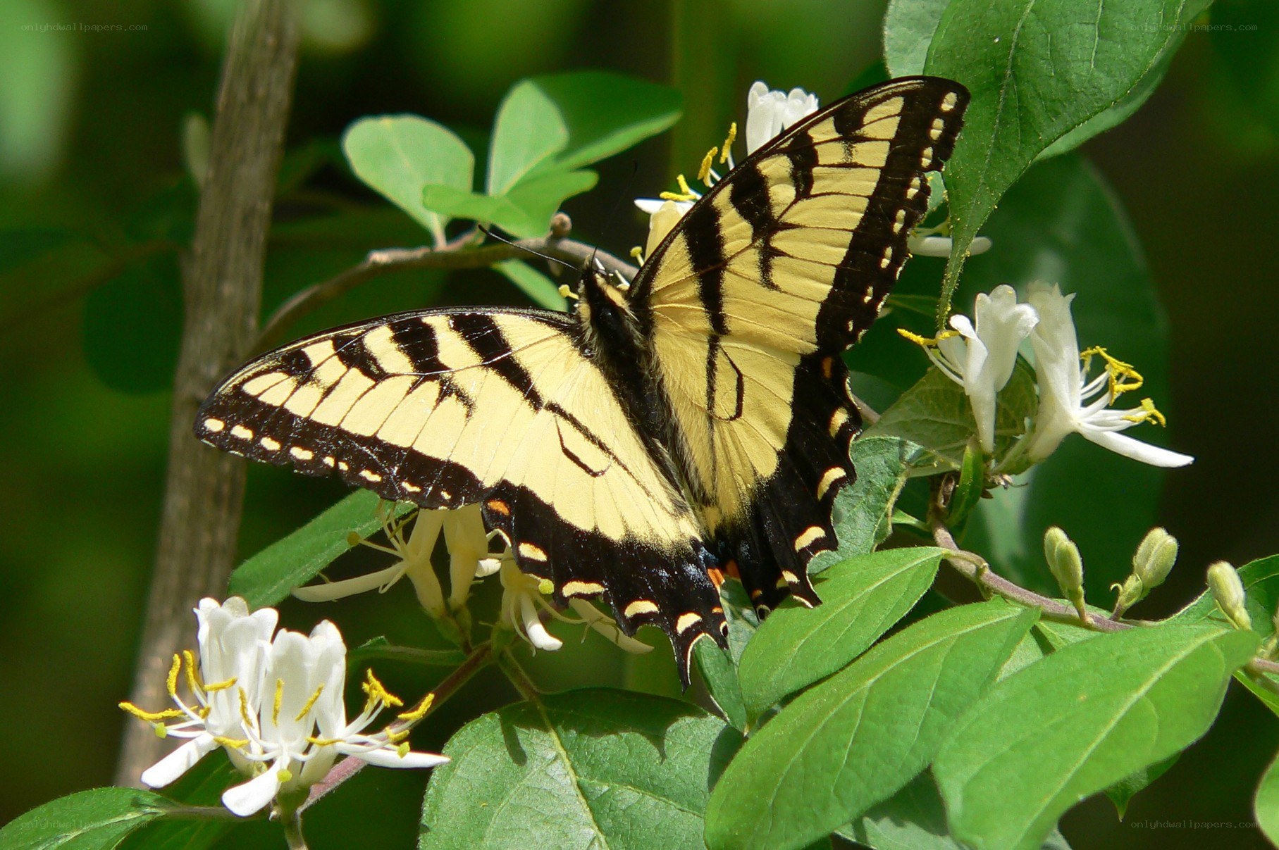 Swallowtail butterfly on honeysuckle