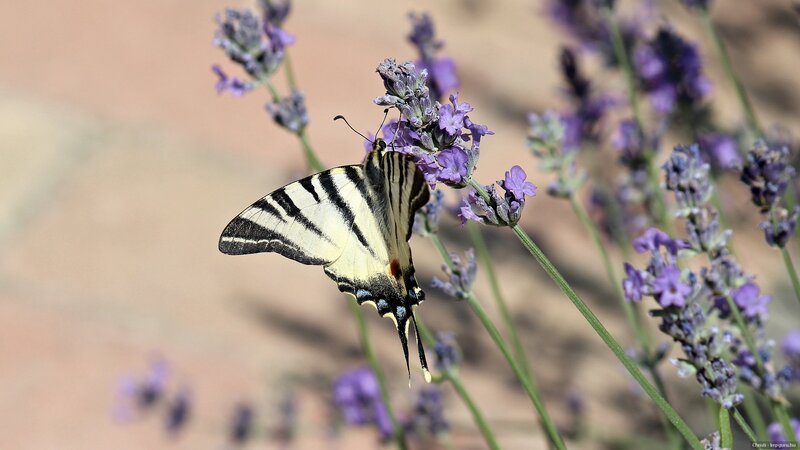Swallowtail Butterfly on Lavender — Purple, Calm