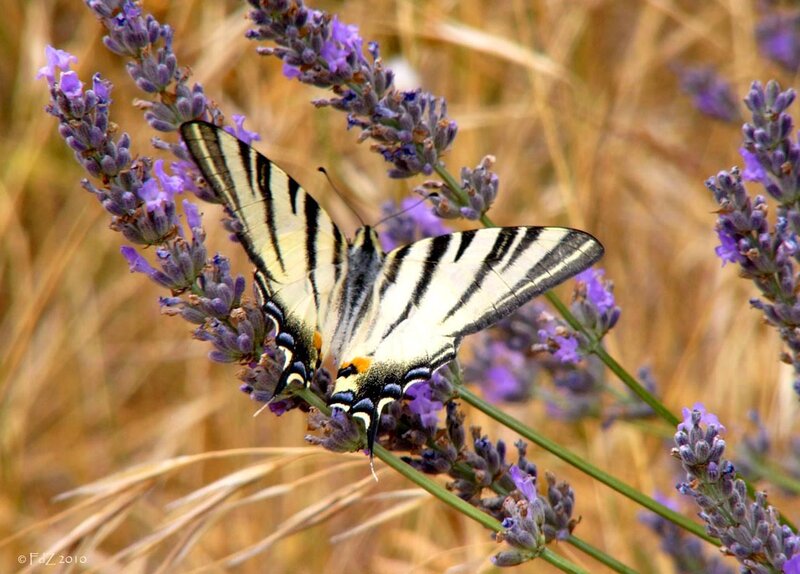 Swallowtail Butterfly on Lavender — Purple, Serene