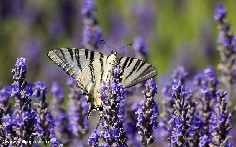 Swallowtail Butterfly on Lavender — Purple