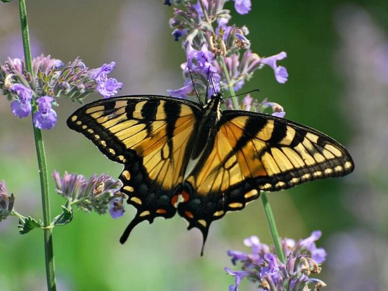 swallowtail butterfly on lavender