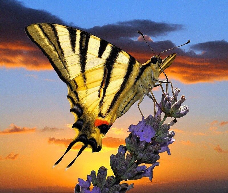 Swallowtail Butterfly on Lavender — Yellow