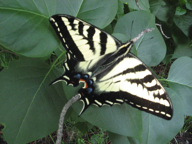 Swallowtail butterfly on leaf