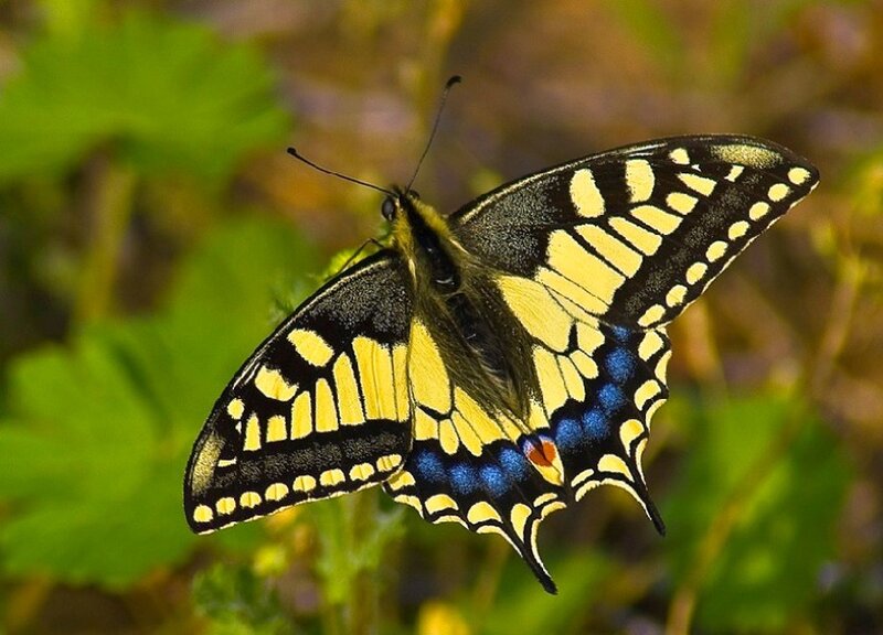 Swallowtail butterfly on leaf