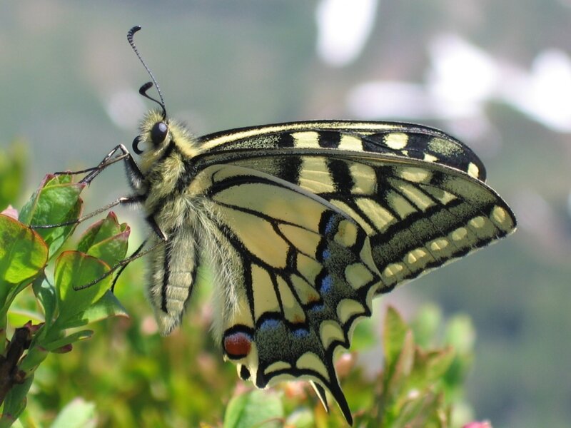 Swallowtail butterfly on leaf