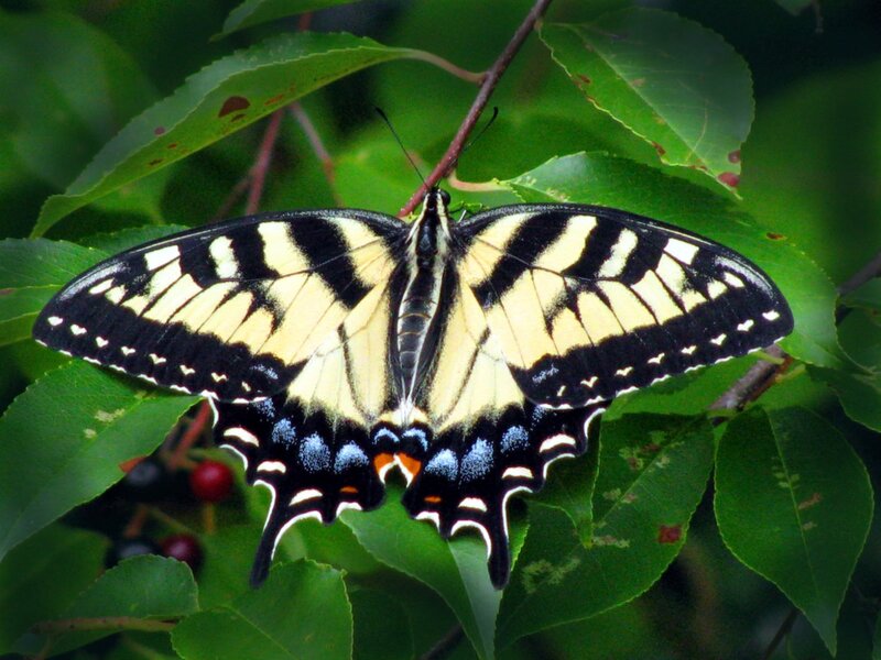 Swallowtail butterfly on leaves