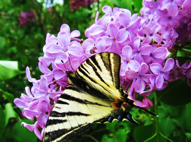 Swallowtail Butterfly on Lilac — Purple